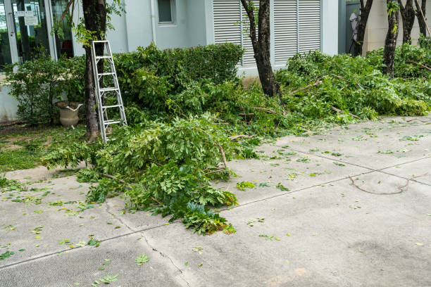 Palm Tree Trimming in Cottonwood, AL